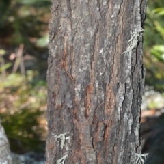 Acacia implexa at Bamarang, NSW - 4 Aug 2020