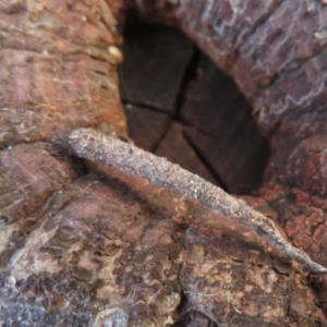 Psychidae (family) IMMATURE at Dunlop, ACT - 1 Aug 2020