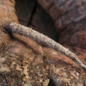 Psychidae (family) IMMATURE at Dunlop, ACT - 1 Aug 2020