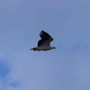 Haliaeetus leucogaster at Black Range, NSW - 4 Aug 2020 01:30 PM