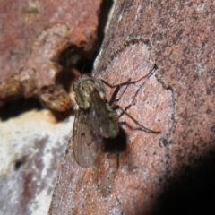 Helina sp. (genus) (Muscid fly) at West Belconnen Pond - 1 Aug 2020 by Christine