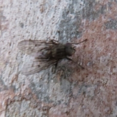 Helina sp. (genus) at Dunlop, ACT - 1 Aug 2020