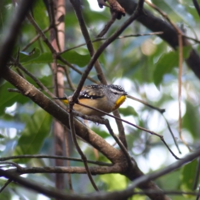 Pardalotus punctatus (Spotted Pardalote) at Black Range, NSW - 4 Aug 2020 by MatthewHiggins