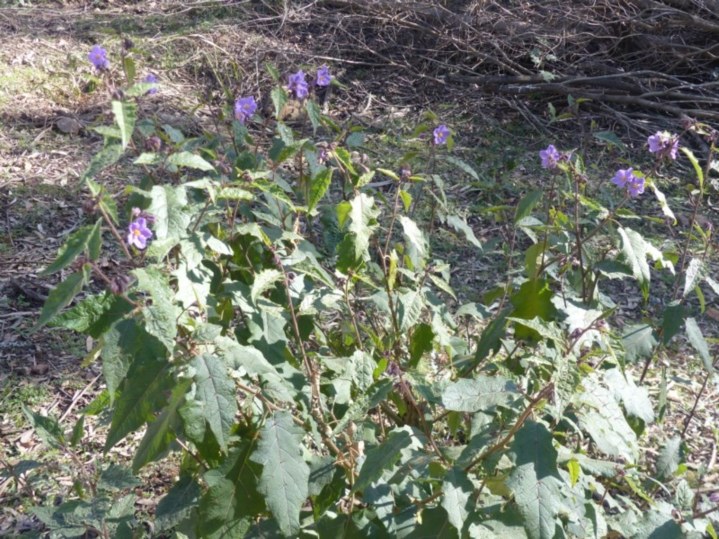Solanum silvestre at Black Range, NSW - 4 Aug 2020