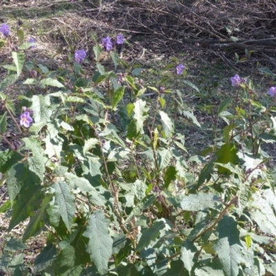 Solanum silvestre (Violet Nightshade) at Black Range, NSW - 4 Aug 2020 by MatthewHiggins