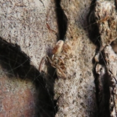 Cymbacha ocellata at Dunlop, ACT - 1 Aug 2020