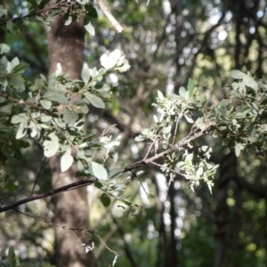 Pomaderris cinerea at Black Range, NSW - 4 Aug 2020