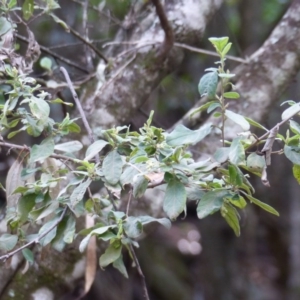 Pomaderris cinerea at Black Range, NSW - 4 Aug 2020