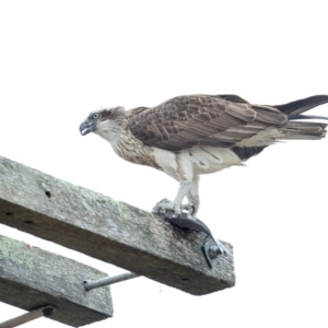 Pandion haliaetus at Merimbula, NSW - 3 Aug 2020