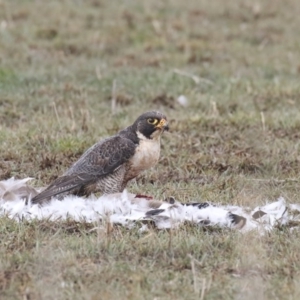 Falco peregrinus at Pambula, NSW - 3 Aug 2020 11:34 AM