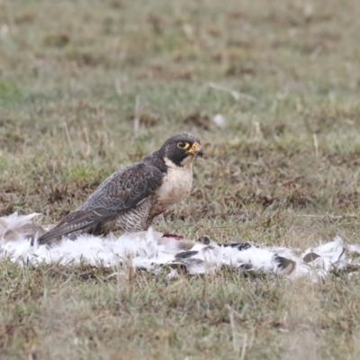 Falco peregrinus (Peregrine Falcon) at Panboola - 3 Aug 2020 by Leo