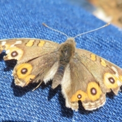 Junonia villida (Meadow Argus) at Hackett, ACT - 17 Jul 2020 by Christine