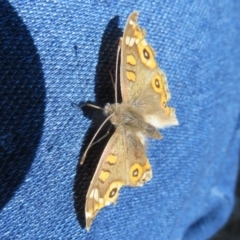 Junonia villida at Hackett, ACT - 17 Jul 2020