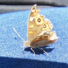 Junonia villida at Hackett, ACT - 17 Jul 2020