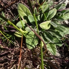 Ammobium craspedioides (Yass Daisy) at Bowning, NSW - 29 Jul 2020 by AndyRussell