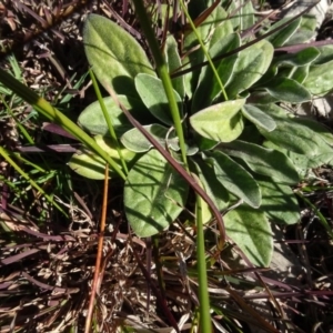 Ammobium craspedioides at Bowning, NSW - 29 Jul 2020 02:49 PM