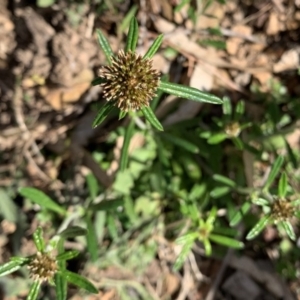 Euchiton sphaericus at Black Range, NSW - 4 Aug 2020