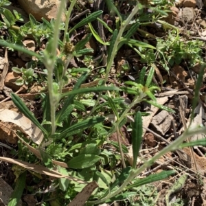 Euchiton sphaericus at Black Range, NSW - 4 Aug 2020