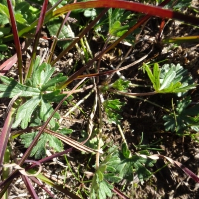 Geranium sp. (Geranium) at Bowning, NSW - 29 Jul 2020 by AndyRussell