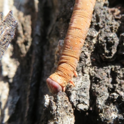 Geometridae (family) IMMATURE (Unidentified IMMATURE Geometer moths) at Mulligans Flat - 3 May 2020 by Christine