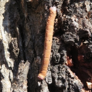 Geometridae (family) IMMATURE at Forde, ACT - 3 May 2020