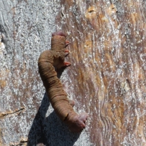 Geometridae (family) IMMATURE at Forde, ACT - 3 May 2020