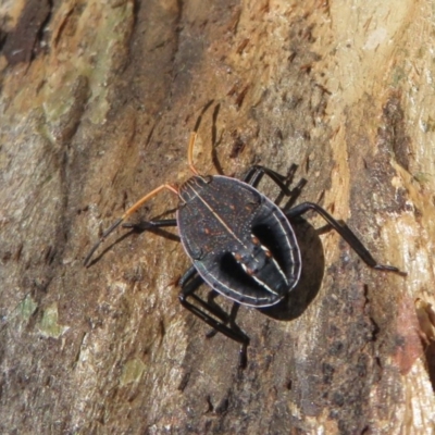 Theseus modestus (Gum tree shield bug) at Mulligans Flat - 3 May 2020 by Christine