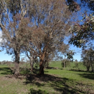 Eucalyptus melliodora (Yellow Box) at Bowning, NSW - 29 Jul 2020 by AndyRussell