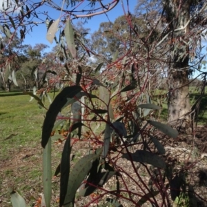 Eucalyptus melliodora at Bowning, NSW - 29 Jul 2020 02:51 PM