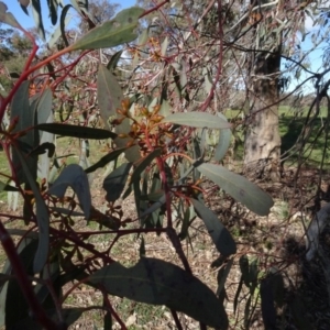 Eucalyptus melliodora at Bowning, NSW - 29 Jul 2020