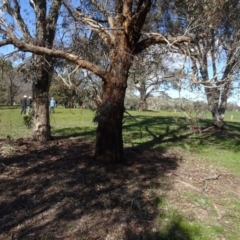 Eucalyptus melliodora at Bowning, NSW - 29 Jul 2020 02:51 PM