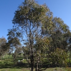 Eucalyptus blakelyi (Blakely's Red Gum) at Bowning, NSW - 29 Jul 2020 by AndyRussell