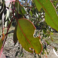 Eucalyptus blakelyi at Bowning, NSW - 29 Jul 2020