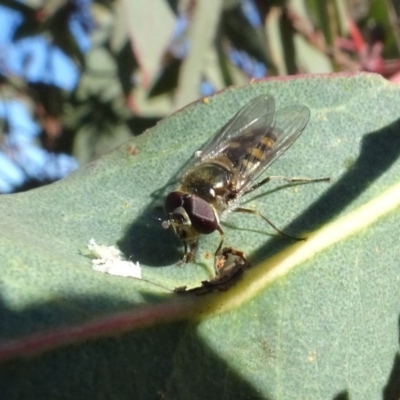 Melangyna viridiceps (Hover fly) at Bowning, NSW - 29 Jul 2020 by AndyRussell