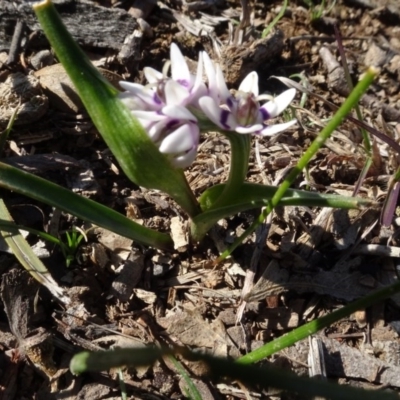 Wurmbea dioica subsp. dioica (Early Nancy) at Bowning, NSW - 29 Jul 2020 by AndyRussell