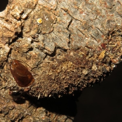 Cebysa leucotelus (Australian Bagmoth) at Flynn, ACT - 4 Aug 2020 by Christine