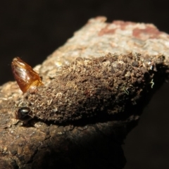 Cebysa leucotelus at Flynn, ACT - 5 Aug 2020