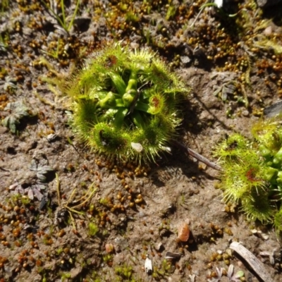 Drosera (genus) (A Sundew) at Bowning, NSW - 29 Jul 2020 by AndyRussell