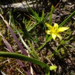 Hypoxis hygrometrica (Golden Weather-grass) at Bowning, NSW - 29 Jul 2020 by AndyRussell