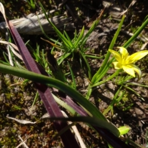 Hypoxis hygrometrica at Bowning, NSW - 29 Jul 2020