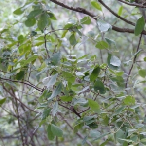 Pomaderris cinerea at Black Range, NSW - 4 Aug 2020 02:01 PM