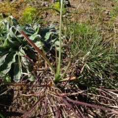 Bulbine sp. at Bowning, NSW - 29 Jul 2020 by AndyRussell