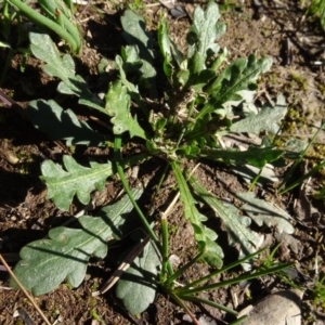 Goodenia pinnatifida at Bowning, NSW - 29 Jul 2020