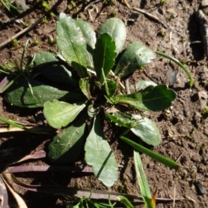 Goodenia pinnatifida at Bowning, NSW - 29 Jul 2020