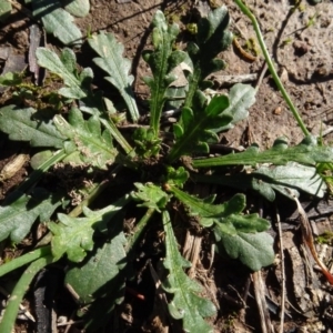 Goodenia pinnatifida at Bowning, NSW - 29 Jul 2020