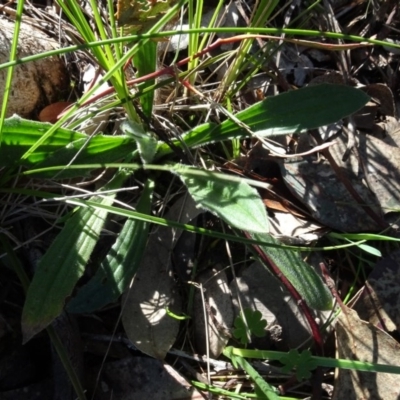 Plantago varia (Native Plaintain) at Bowning, NSW - 29 Jul 2020 by AndyRussell