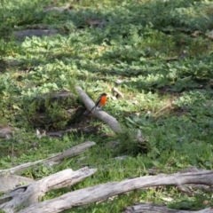 Petroica phoenicea (Flame Robin) at Springdale Heights, NSW - 3 Aug 2020 by PaulF