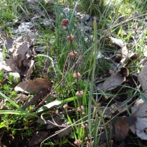 Lomandra multiflora at Bowning, NSW - 29 Jul 2020