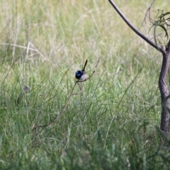 Malurus cyaneus (Superb Fairywren) at Springdale Heights, NSW - 3 Aug 2020 by PaulF