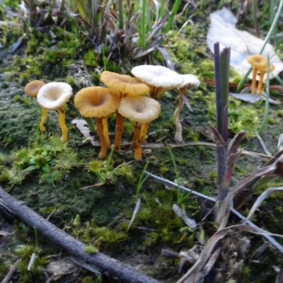 Lichenomphalia chromacea (Yellow Navel) at Bowning, NSW - 29 Jul 2020 by AndyRussell